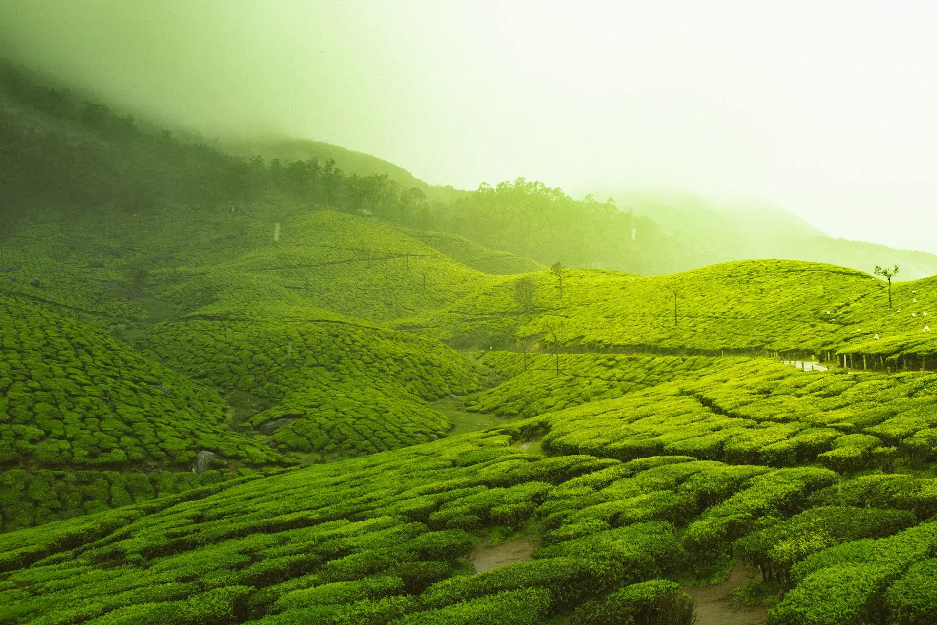 Kerala landscape