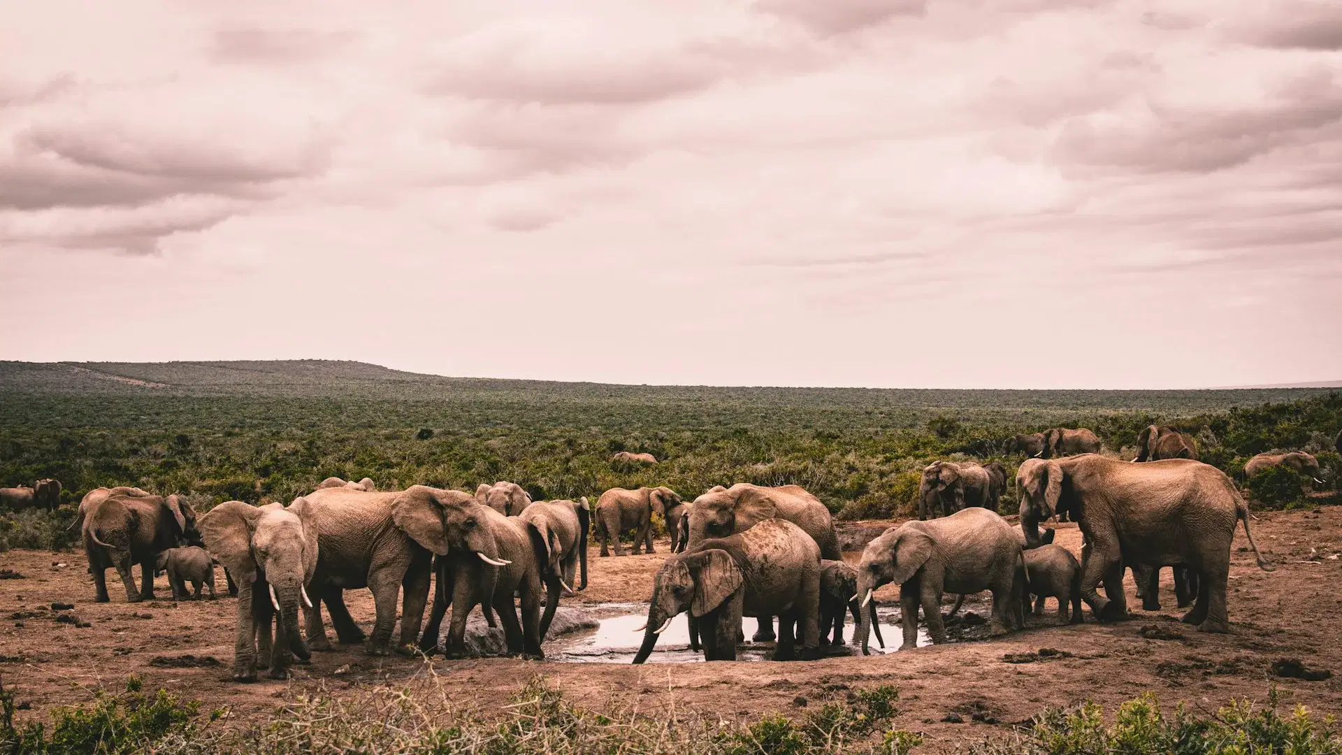 South Africa's Majestic 10-Day Safari & Coastal Grandeur: Sun City to Cape Town - highlight 2
