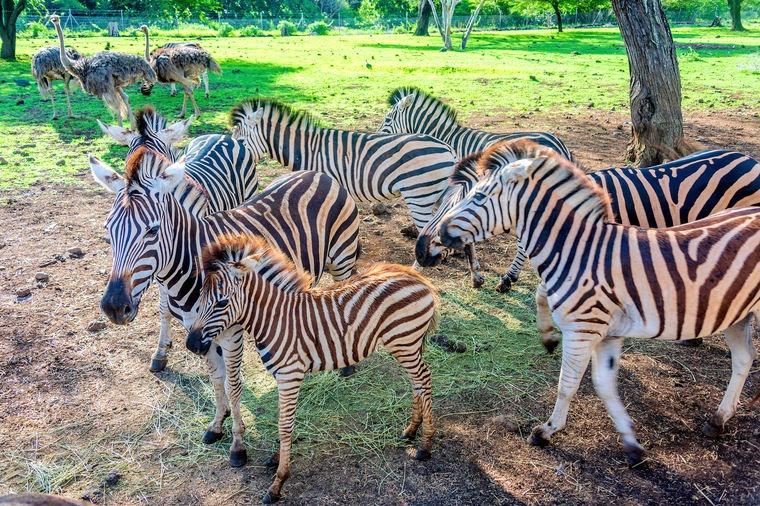 Unforgettable 6-Day Mauritius Escape: Luxury, Adventure & Natural Wonders for Two! photo 4